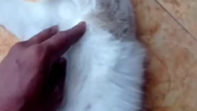 Funny cats sliding on floors