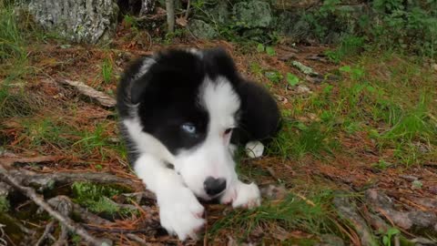 Adorable Border Collie Puppy Laying And Chewing On Stick