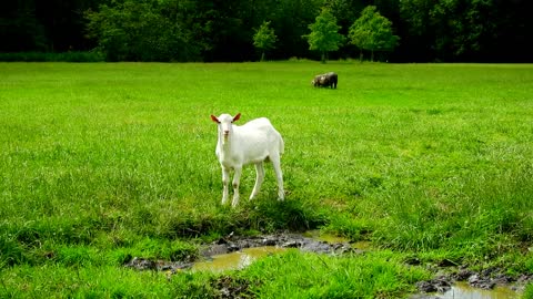 goatkidmammal