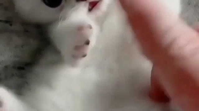 Cute and funny cat videos #04