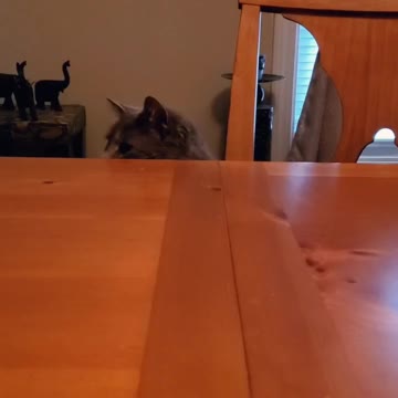 Cat eats at dinner table