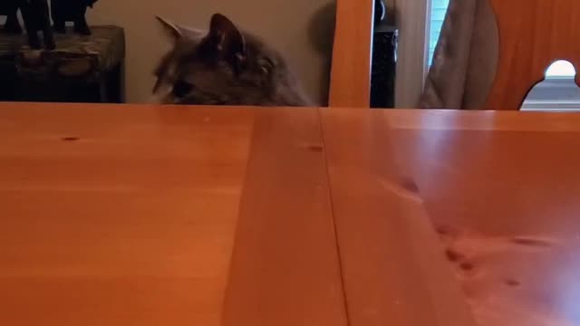 Cat eats at dinner table