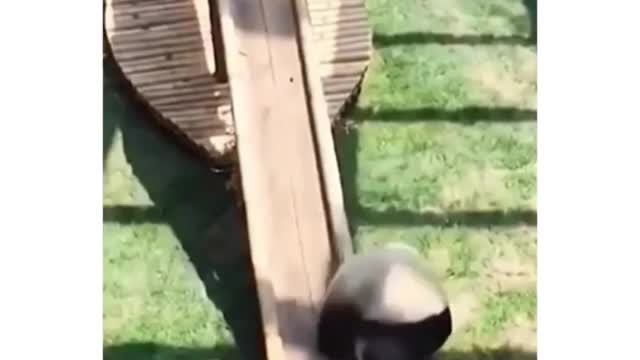 Panda's find out they are protected and still don't know how to act...