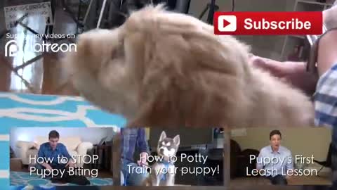 Best ways to train a puppy