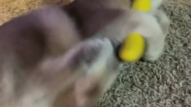 Cat cute 🐱