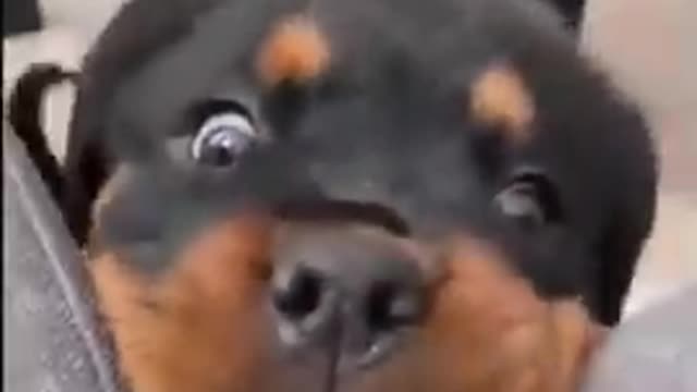 Cute Puppy
