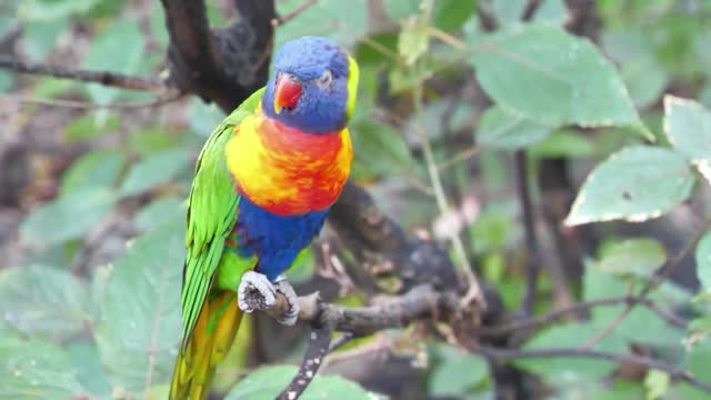 Ringed parrot sits on a tree branch