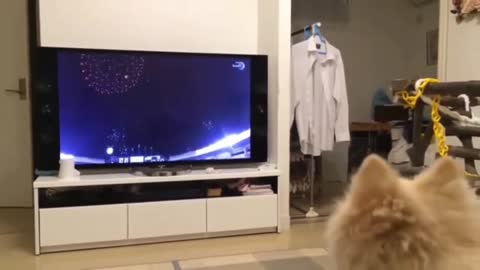 FUNNY DOGS AND CATS. VIDEO HAVE A GOOD TIME