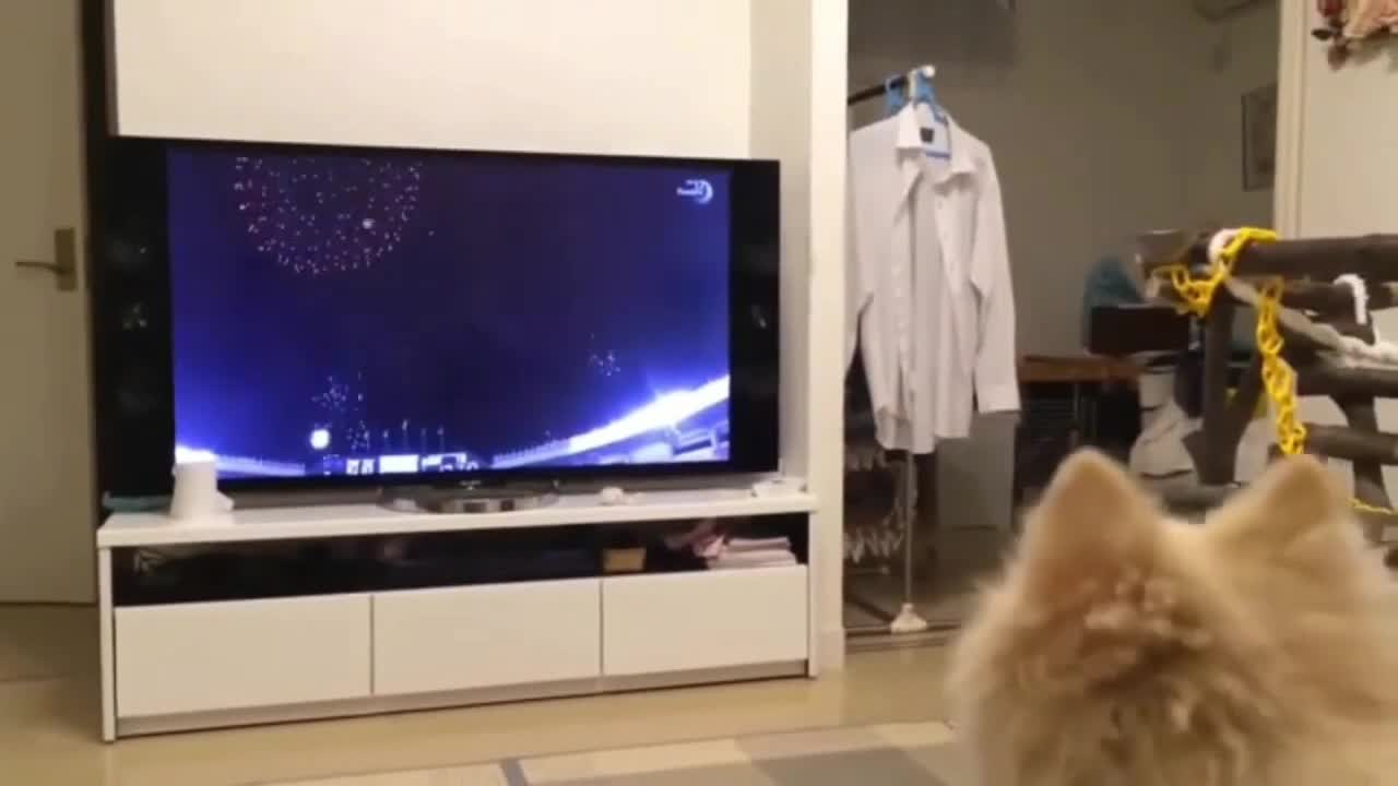FUNNY DOGS AND CATS. VIDEO HAVE A GOOD TIME