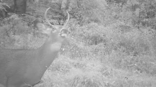 young 4 point checking the wind