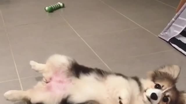 Playful Corgi