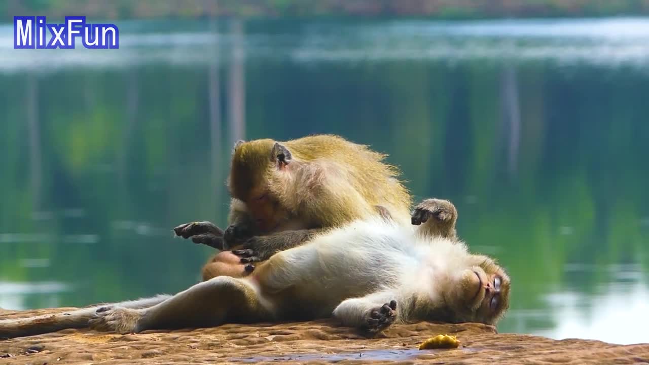 Water gun spray prank monkey, Video funny 2021