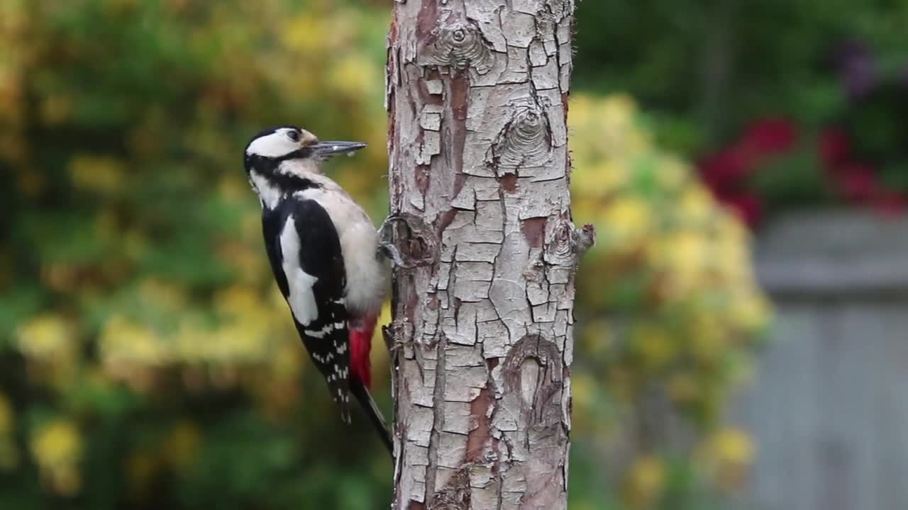 Woodpecker create his nest