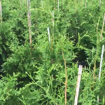 Highland hill farm has beautiful 5 gal green giants