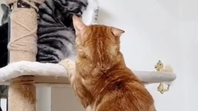 Cute cats are fighting 🐱🐱