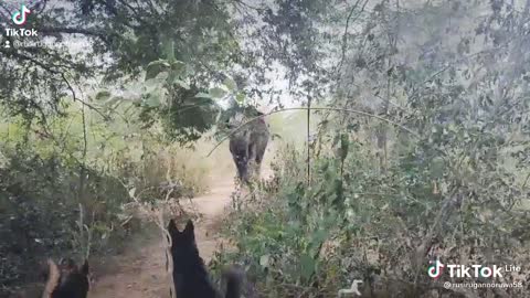 Tiktok elephant attack