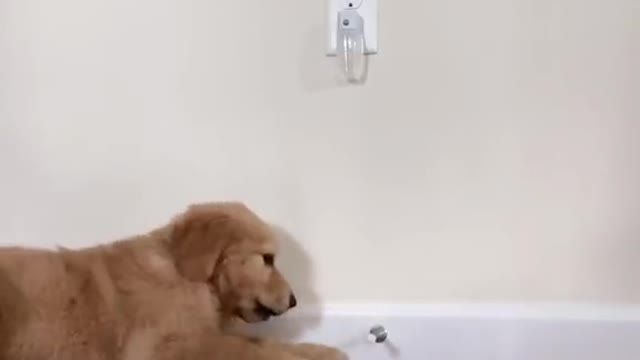 Border Collie puppy loves to play with door stopper