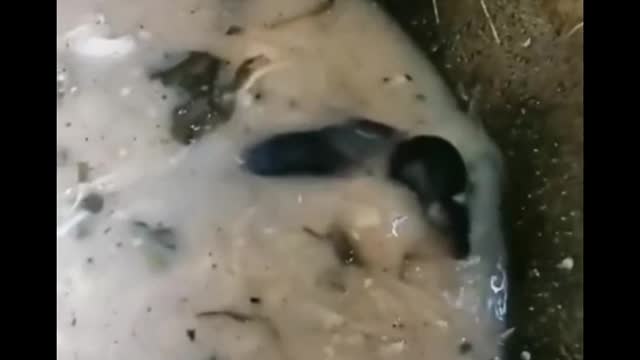 Fighting mouseš„