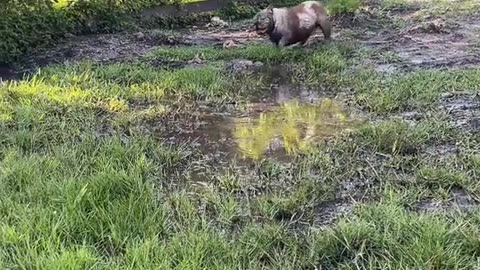 Bulldogs Play in Mud Puddles