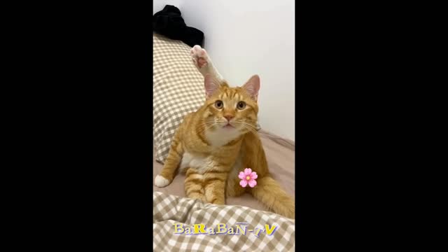 A selection of funny cats and kittens for a good mood! 😻