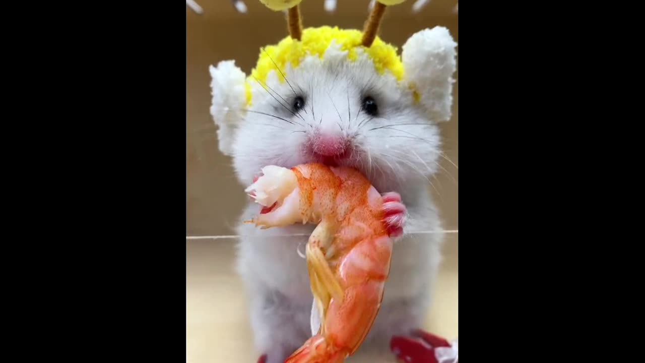 videos of how animals eat unique