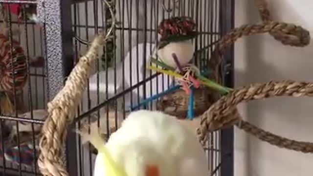 Cockatiel Wing Trick