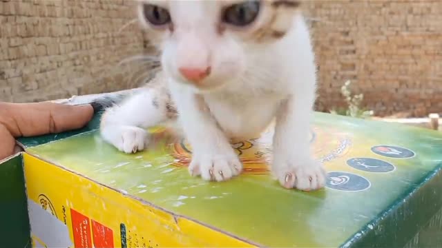 Baby cats - cute and Funny cat videos complination