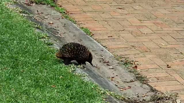 Cute guy coming to home after walking in the morning