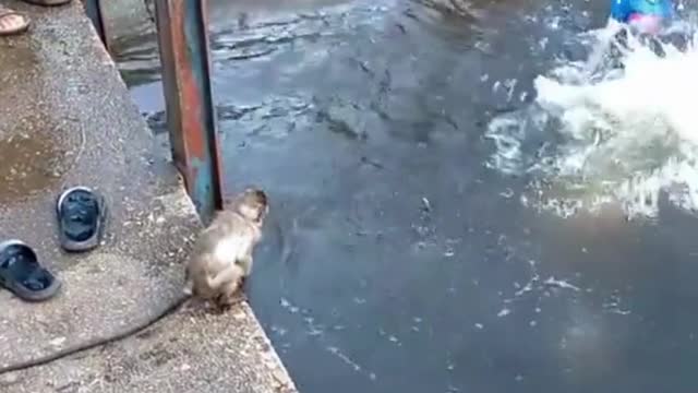 Baby Monkey Swimming With Friends