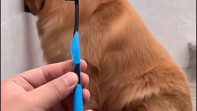 Cute Dog Afraid after biting Toothbrush