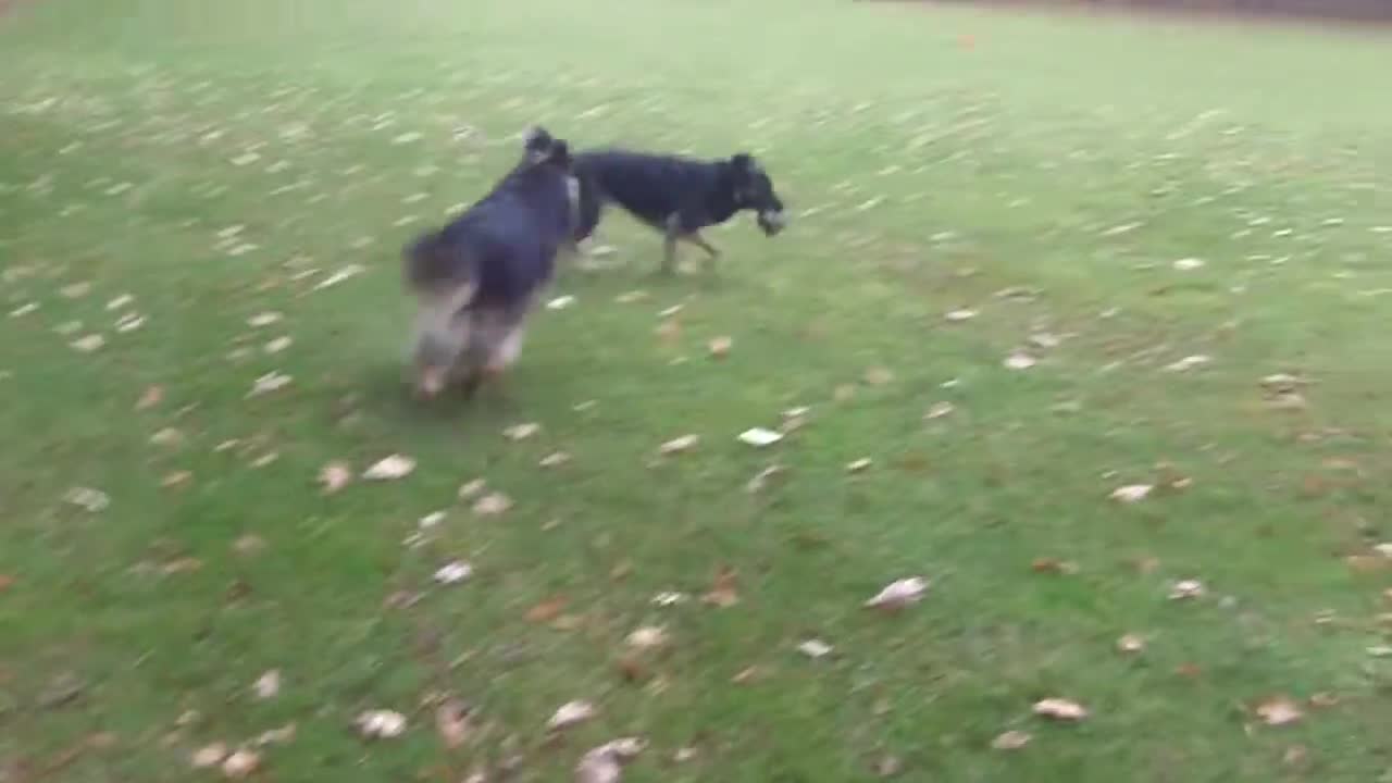 High energy Great Dane can't stop doing zoomies