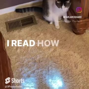 Cat has no fear of vacuum cleaner