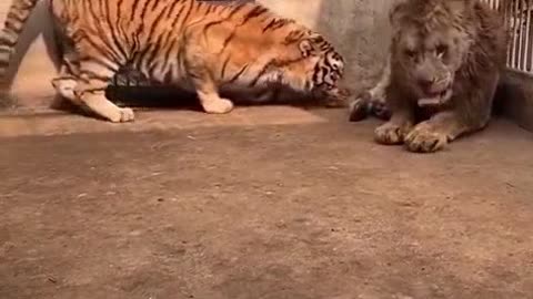 Tiger vs Lion, Who will be the King of Beasts?