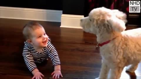 Baby and puppies funny dogs videos