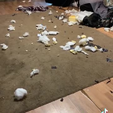 This Good Dog Had A House Party!