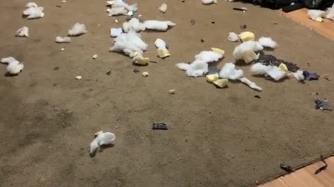 This Good Dog Had A House Party!