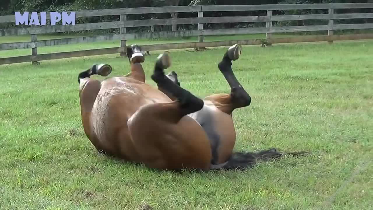 funny and cute horse