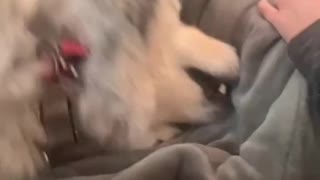 Alaskan Malamute Learns He's Adopted