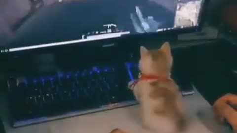 baby cat playing game