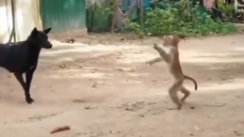 How To Make Fun With Monkeys - Everyday Monkey Funny Videos