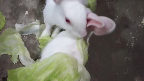 Funny videos, conejos comiendo