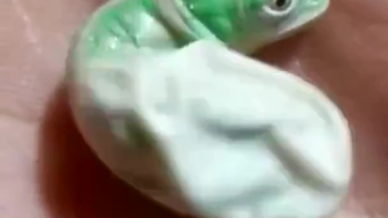 Baby chameleon changing color for the first time immediately after hatching