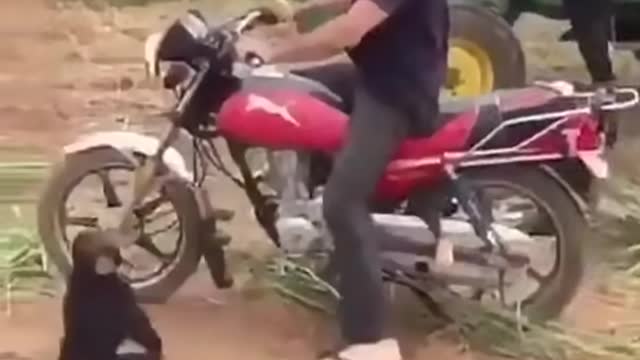 Chimpanzee Angry on Owner for not taking Him for Ride