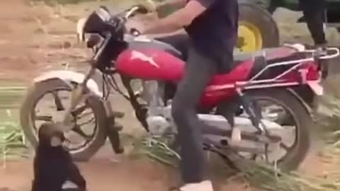 Chimpanzee Angry on Owner for not taking Him for Ride