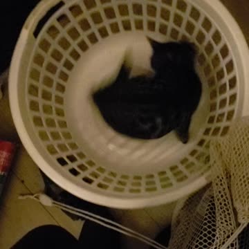 Cute kitty in a laundry basket