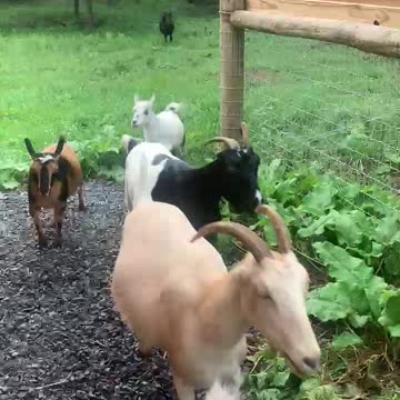 GOATS Running for Dinner 08.2021