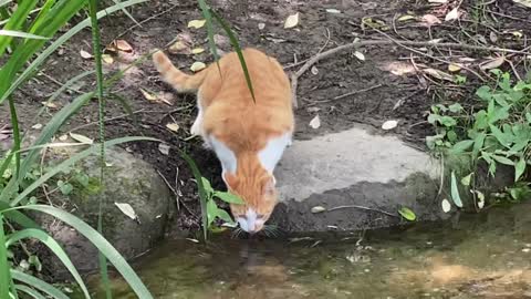 A video of a cute stray cat drinking water.