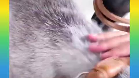 37🐕Smart Dog Video 2021
