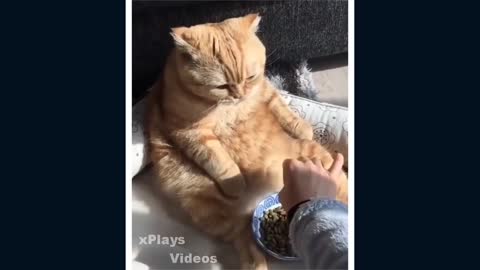 GATOS MUY CHISTOSOS