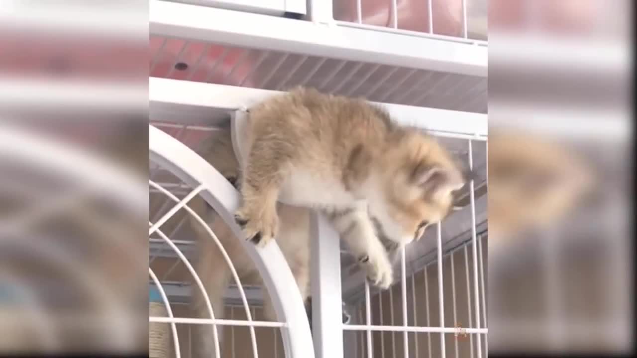 Best Funny All Animals Videos | Funny Animals